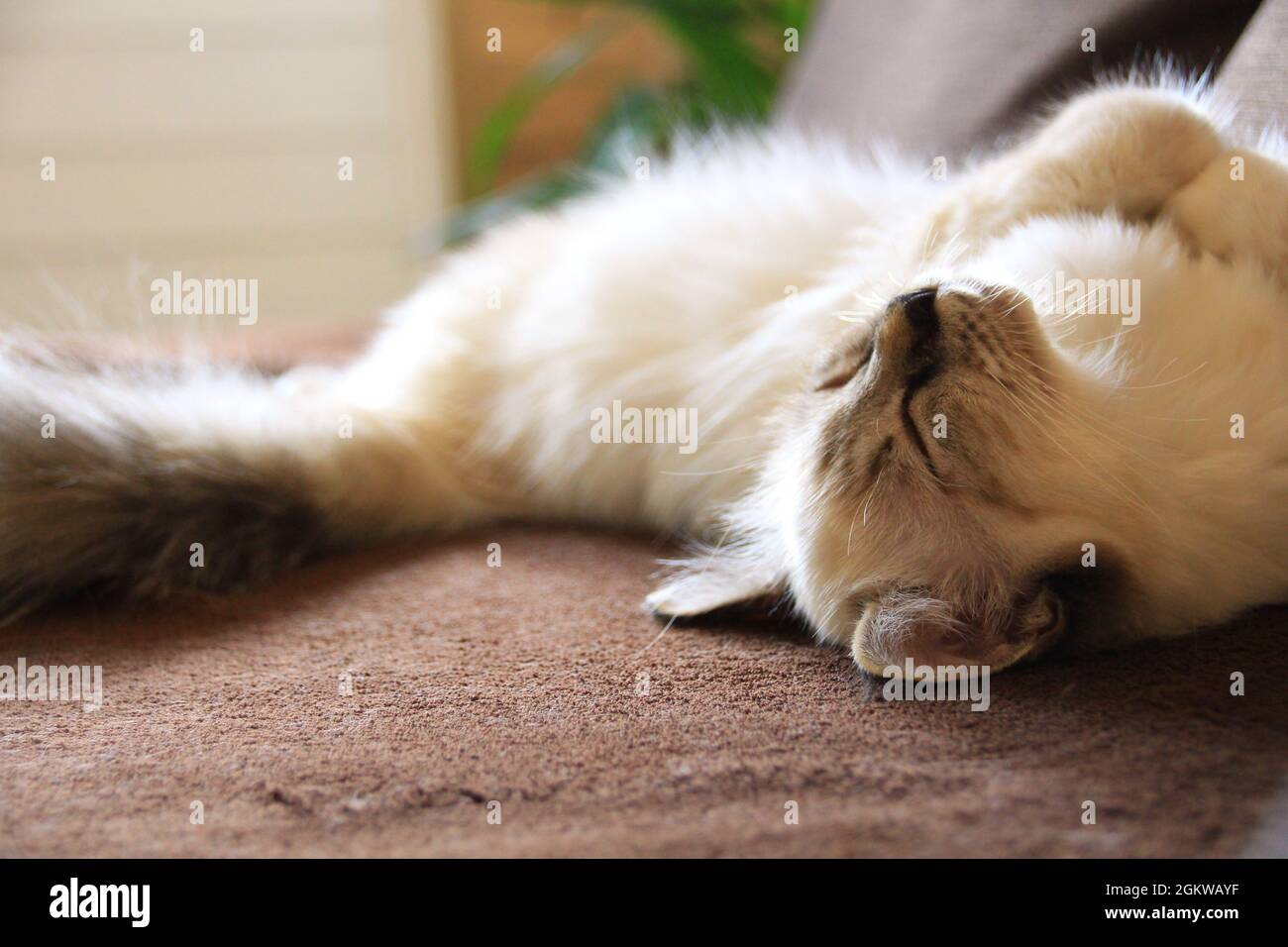 Piccolo gatto accogliente Foto Stock