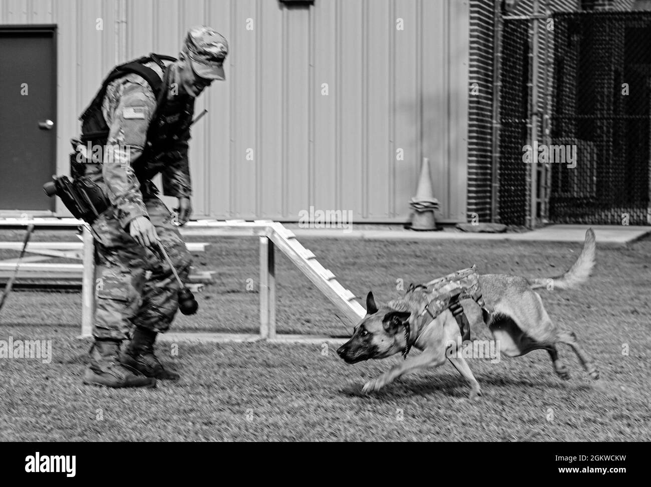 Lo Specialista militare degli Stati Uniti Taylor Blanton, il terzo distaccamento della polizia militare, il gestore militare del cane e il cane militare che lavora Maya, un Malinois belga di 5 anni assegnato al terzo MPD, conduce l'addestramento di agilità alla base congiunta Langley-Eustis, Virginia, 8 luglio 2021. Maya è specializzata nel rilevamento di sostanze, nel lavoro di pattugliamento e nell'aggressione controllata. Foto Stock