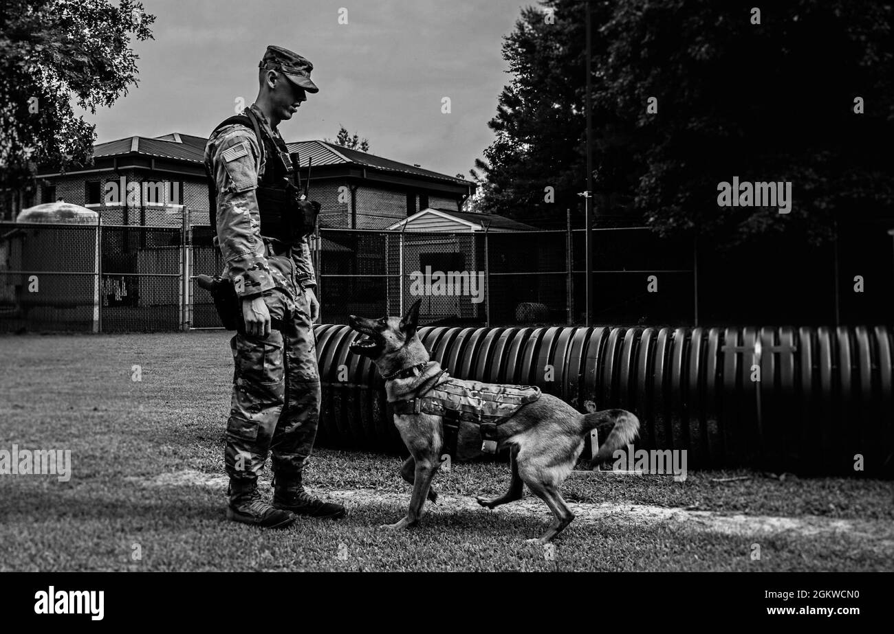 Lo Specialista militare degli Stati Uniti Taylor Blanton, il terzo distaccamento della polizia militare, il gestore militare del cane e il cane militare che lavora Maya, un Malinois belga di 5 anni assegnato al terzo MPD, conduce l'addestramento alla base congiunta Langley-Eustis, Virginia, 8 luglio 2021. Maya è specializzata nel rilevamento di sostanze, nel lavoro di pattugliamento e nell'aggressione controllata. Foto Stock