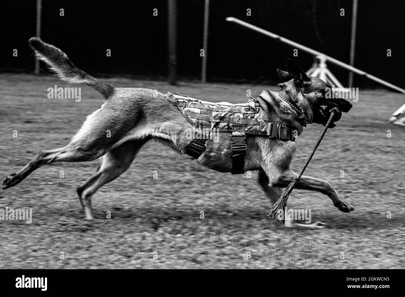 Il cane militare che lavora Maya, un Malinois belga di 5 anni assegnato al terzo distacco della polizia militare, recupera un giocattolo per il suo gestore alla base congiunta Langley-Eustis, Virginia, 8 luglio 2021. Il tempo di gioco è utilizzato come rinforzo positivo durante l'allenamento e per un buon comportamento. Foto Stock