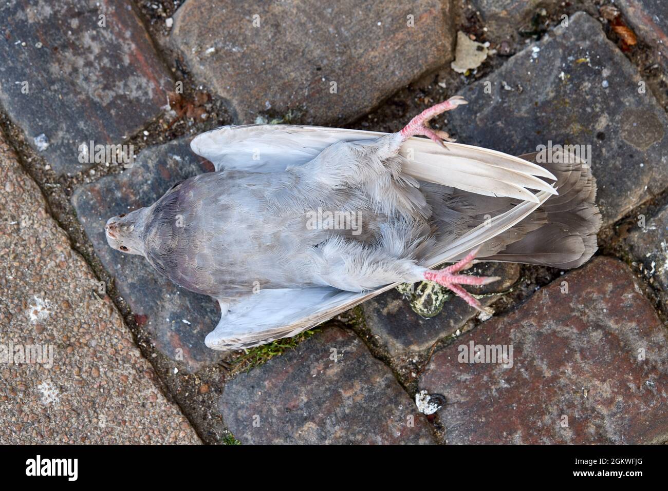 Piccione morto sulla sua schiena Foto Stock