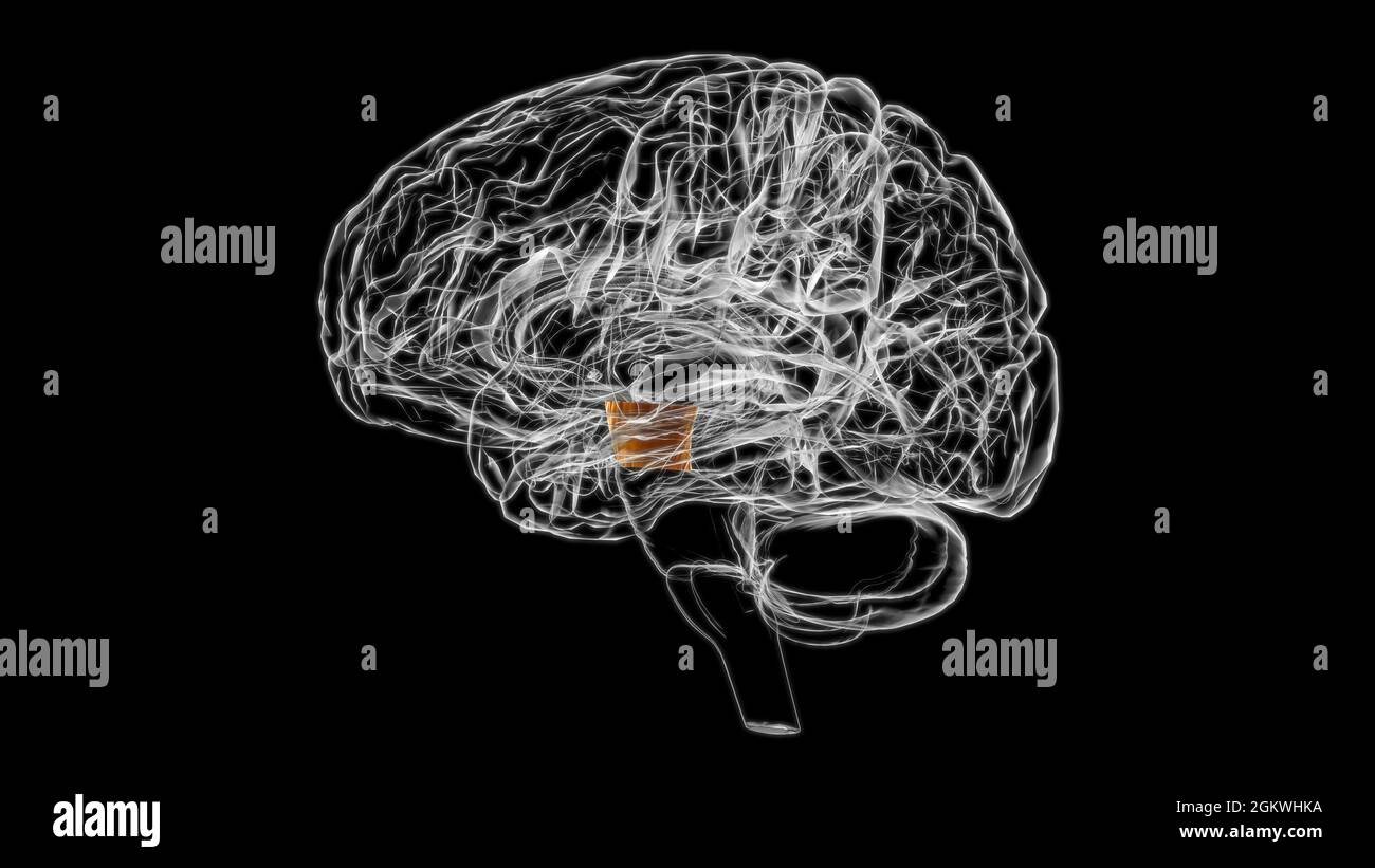 Anatomia del peduncolo cerebrale per l'illustrazione 3D del concetto medico Foto Stock