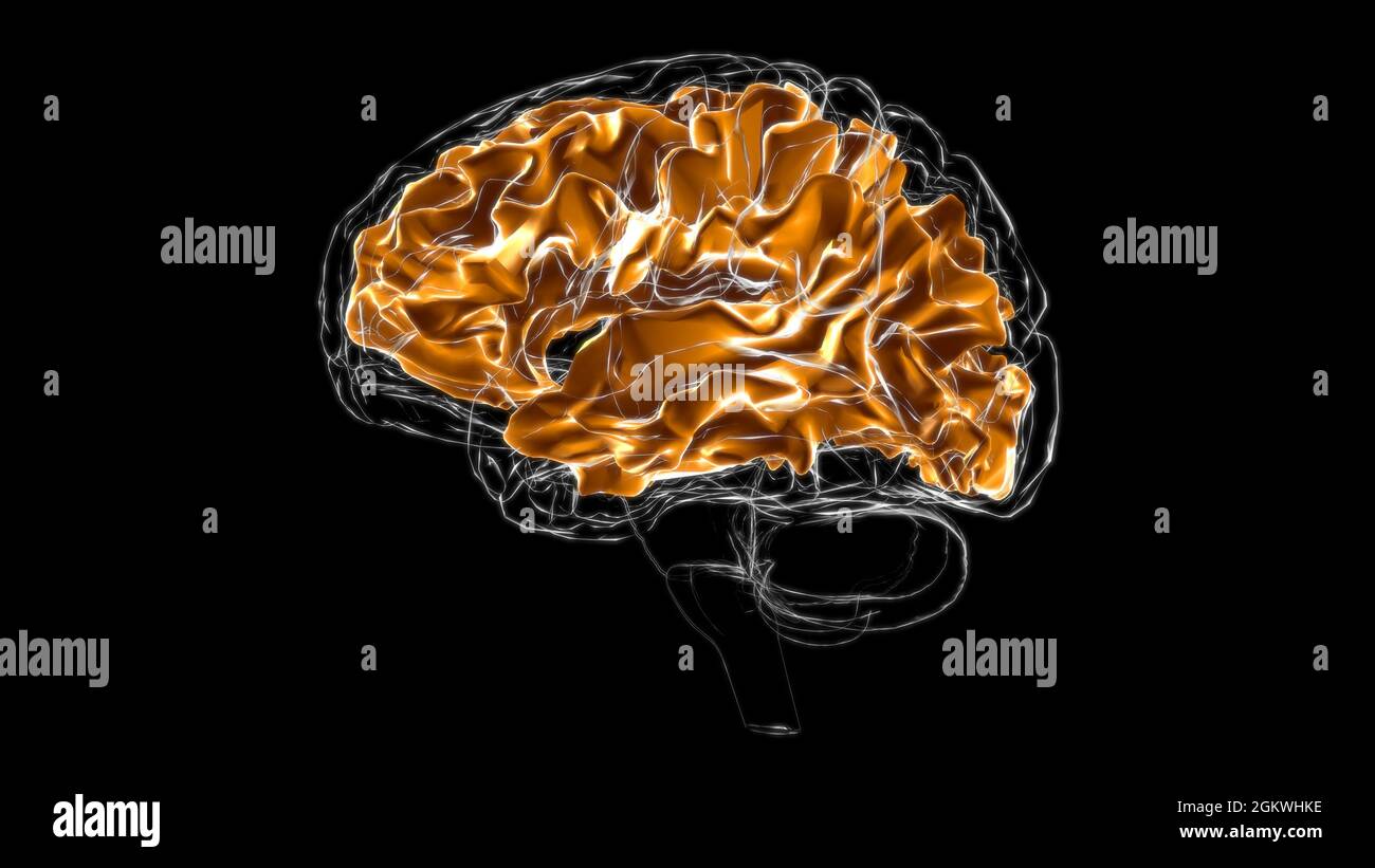 Brain White Matter of Cerebral Emisfero Anatomy for Medical Concept Illustrazione 3D Foto Stock