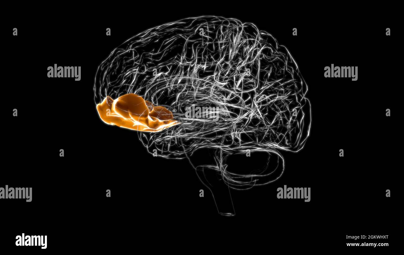Anatomia del gyrus orbitale cerebrale per l'illustrazione 3D del concetto medico Foto Stock