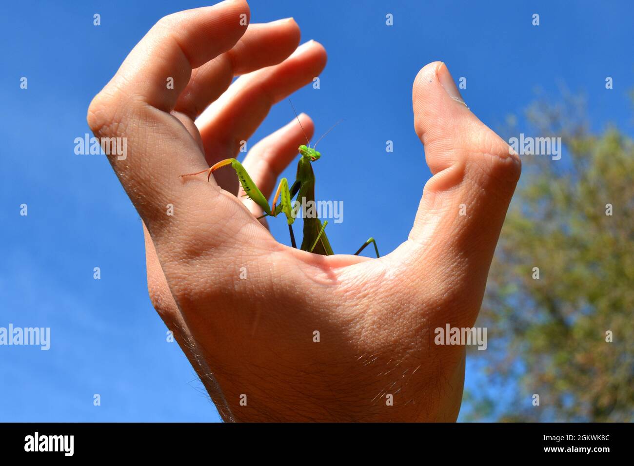 Mantide verde che prega in piedi su una mano umana con sfondo cielo blu. Foto Stock