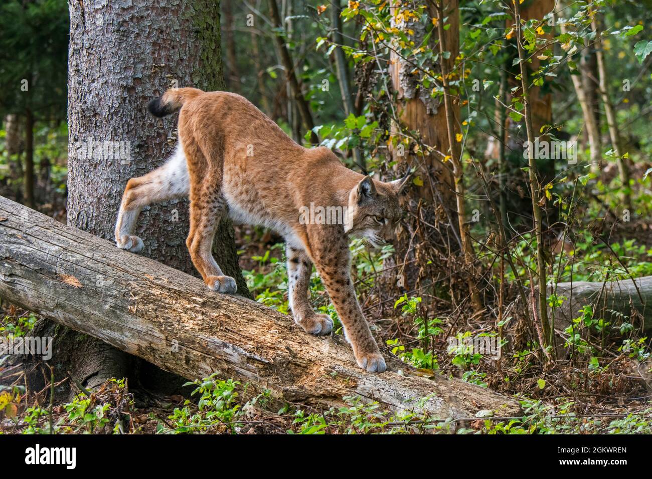 Lynx eurasiatica (lynx lynx) camminando giù il tronco caduto dell'albero nella foresta, mostrando i colori del camouflage Foto Stock