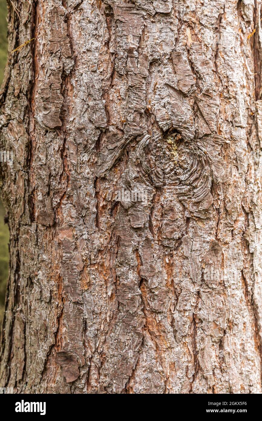 Primo piano della corteccia del pino grosso, Pinus sylvestris, con strisce di corteccia verticali intagliate scure e marrone chiaro come esempio Foto Stock