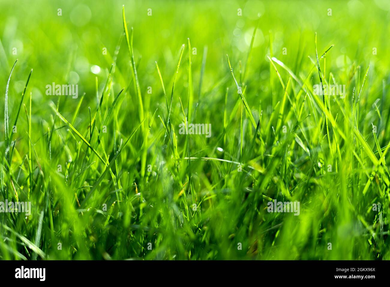 Succosa erba verde lussureggiante sul prato con gocce di acqua rugiada in luce del mattino. Bella immagine artistica di purezza e freschezza della natura, spazio copia. Profondità di campo poco profonda. Foto Stock