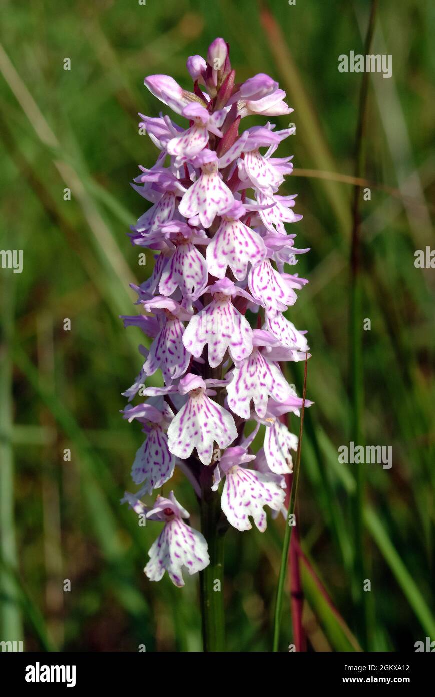 orchidee macchiate di heath, orchidee macchiate di brughiera, Geflecktes Knabenkraut, Dactylorhiza maculata, foltos ujjaskosbor, Europa Foto Stock