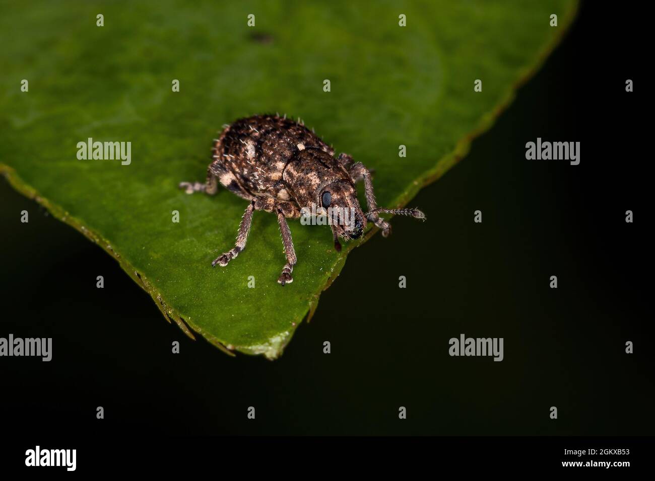 Adulto Levamil a naso largo della tribù Eudagnerogini Foto Stock