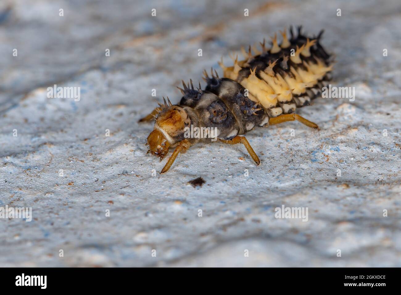 Asian Lady Beetle Larva della specie Harmonia axyridis Foto Stock