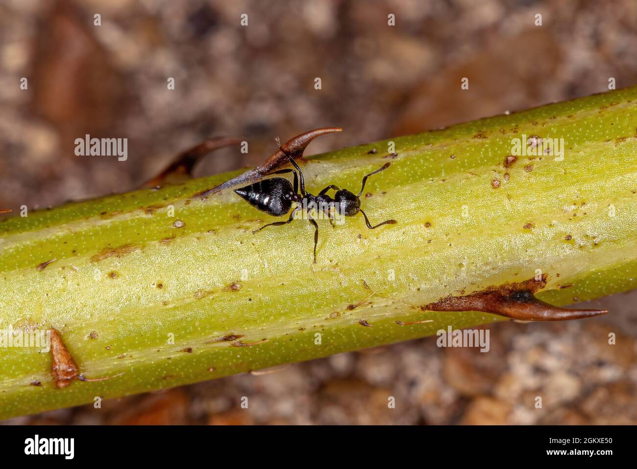 Cocktail per adulti ANT del genere Crematogaster Foto Stock