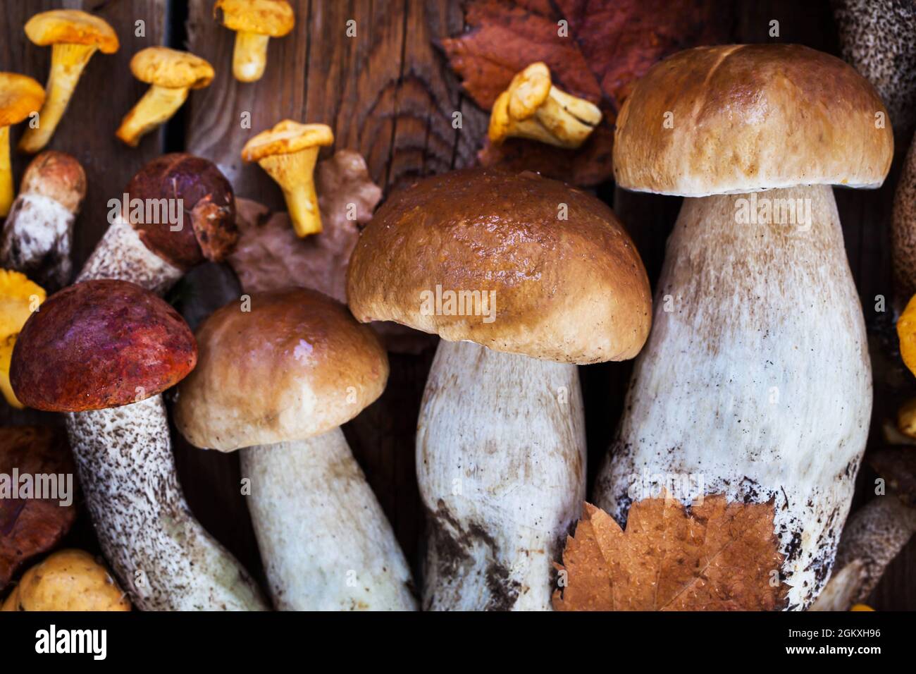 Funghi selvatici freschi non cotti (chanterelle, boleto e porcini) su tavola di legno, vista dall'alto Foto Stock