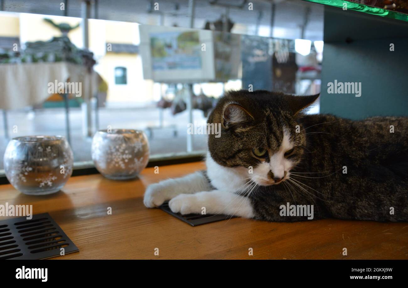 Un gatto era sdraiato davanti alla finestra. Foto Stock