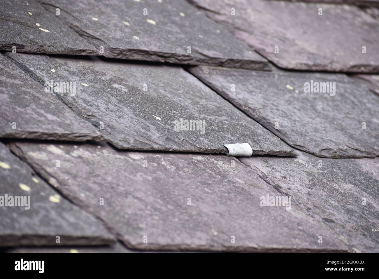 Primo piano di una vecchia riparazione del gancio dell'ardesia che tiene una piastrella dell'ardesia gallese in posizione su una parte superiore del tetto. Foto Stock
