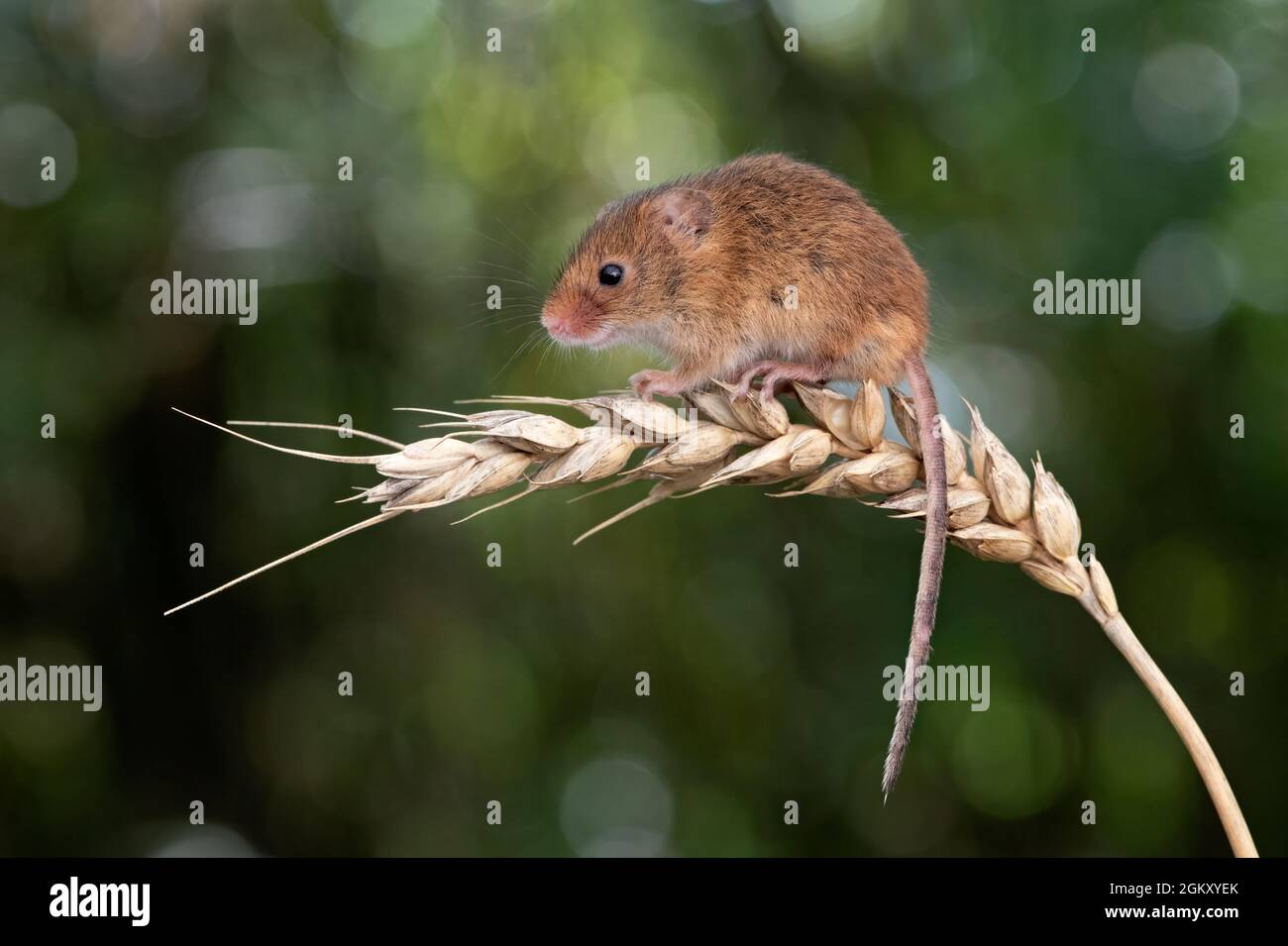 Harvest mouse (Micromys minitus) su un orecchio di grano Foto Stock