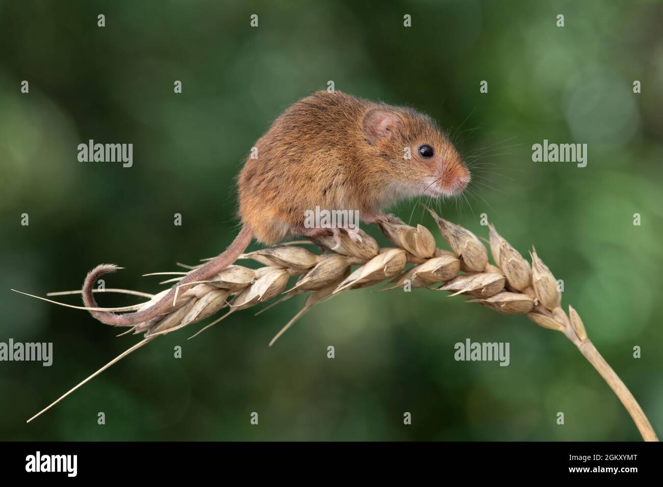 Harvest mouse (Micromys minitus) su un orecchio di grano Foto Stock