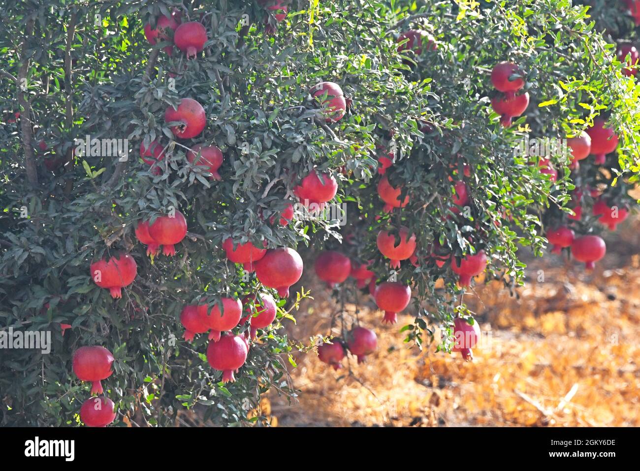 Melograno su albero Foto Stock