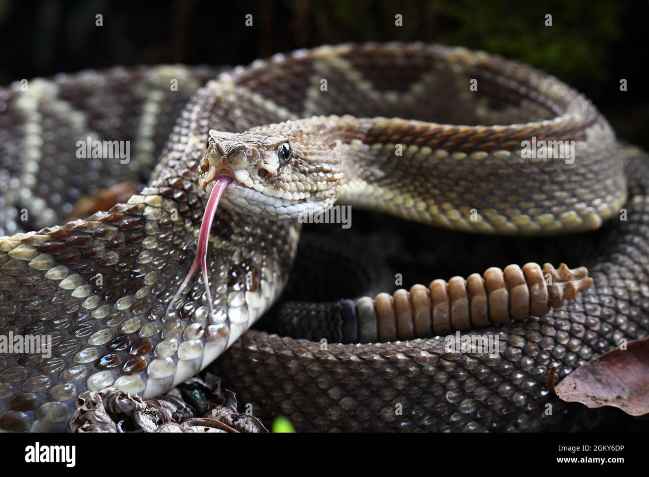 Lingua Rattlesnake Foto Stock