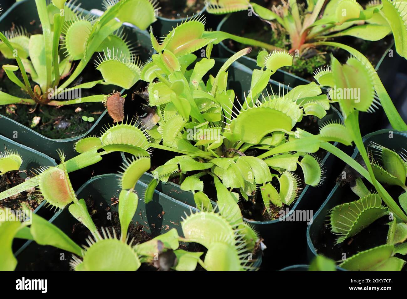 Vassoi pieni di Venere Fly Trap piante in piccoli vasi Foto Stock