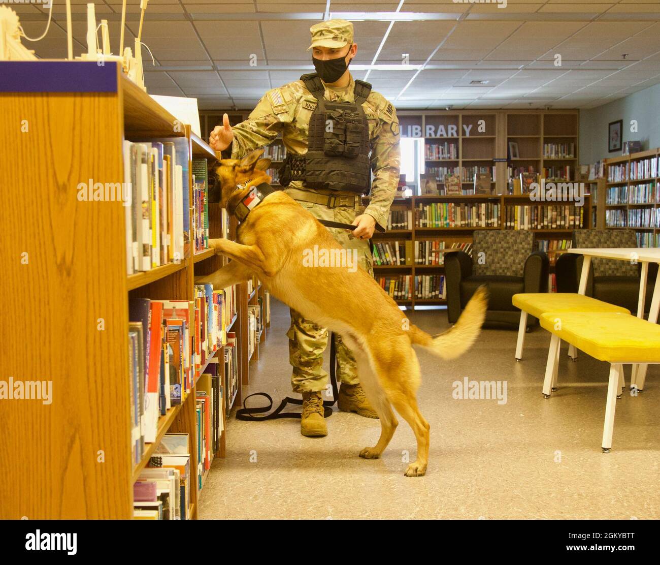 MWD Tyson e il suo gestore, CPL. Gregory Knowles, 503esimo distaccamento militare del cane da lavoro, 94esimo Battaglione militare della polizia, dimostrano la loro competenza nella ricerca del contrabbando alla Biblioteca del Camp Walker, mentre sono certificati dall'ottavo programma militare del cane da lavoro militare dell'Eighth Army. Foto Stock