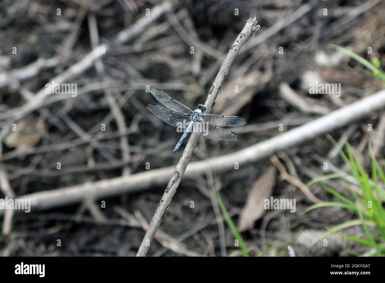 Una dragonfly siede su una filiale mentre i membri del personale del corpo degli ingegneri dell'esercito degli Stati Uniti, il distretto di Charleston, prendono parte alla formazione di delineazione durante una visita sul campo a Orangeburg, S.C. l'addestramento è stato progettato per istruire meglio i nuovi membri del distretto su che cosa gli enti di vigilanza fanno per il loro lavoro. Foto Stock