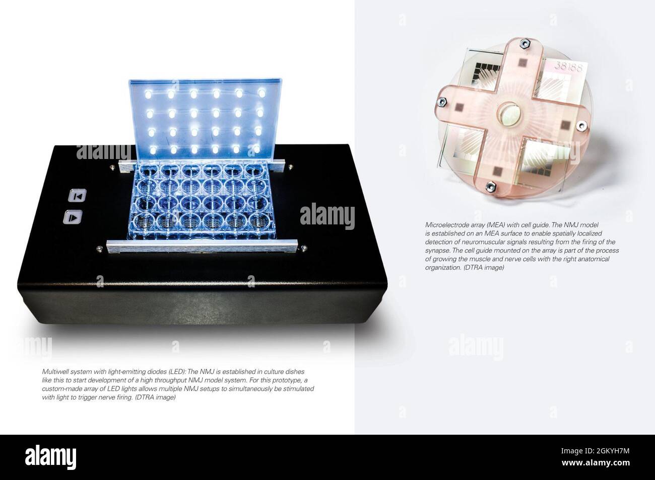 Array di microelettrodi (MEA) con guida cellulare. Il modello NMJ è stabilito su una superficie MEA per consentire il rilevamento spazialmente localizzato dei segnali neuromuscolari risultanti dall'innesco della sinapsi. La guida cellulare montata sull'array fa parte del processo di crescita delle cellule muscolari e nervose con la giusta organizzazione anatomica. (Immagine DTRA) sistema multipozzetto con LED: NMJ è stabilito in capsule di coltura come questo per avviare lo sviluppo di un sistema modello NMJ ad alta produttività. Per questo prototipo, una serie personalizzata di luci a LED consente di stimolare contemporaneamente più configurazioni NMJ Foto Stock