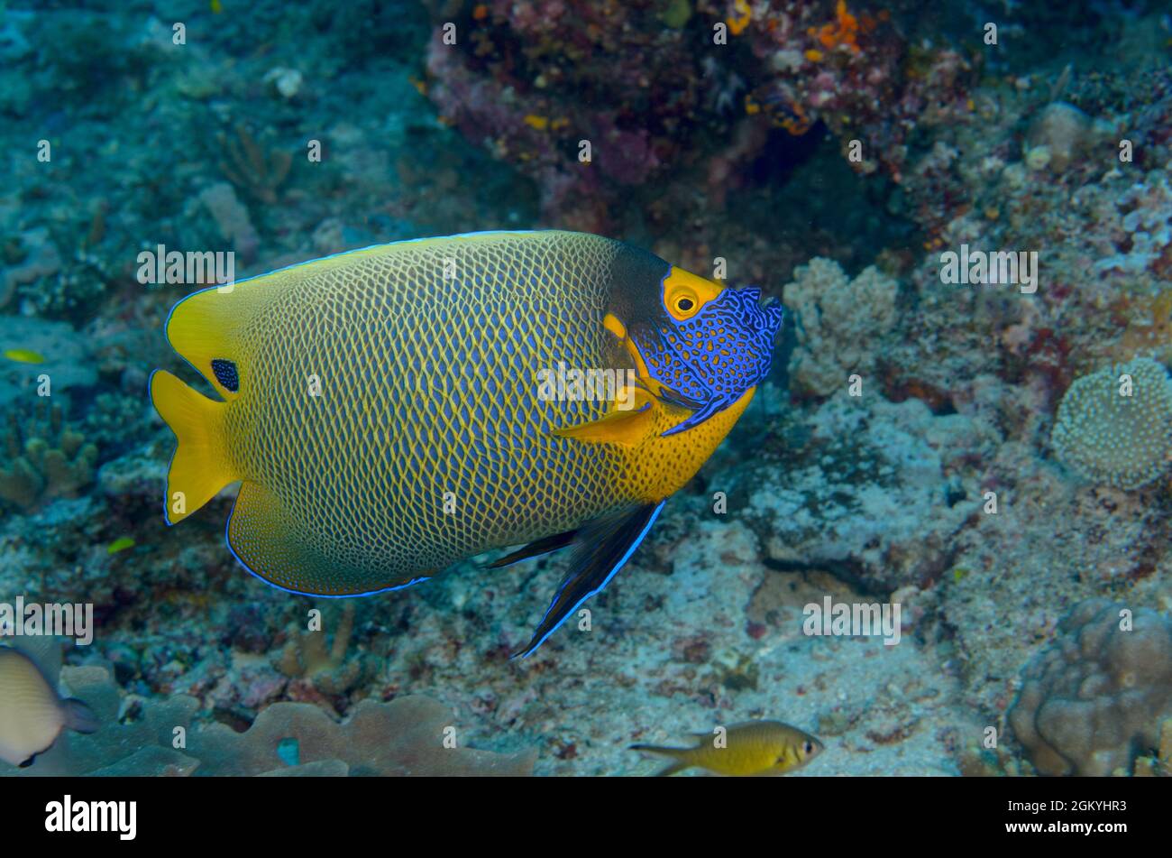 Blueface Angelfish, Pomacanthus xanthometopon, a Misool Islands, Indonesia. Profondità: 17,5 m. Foto Stock