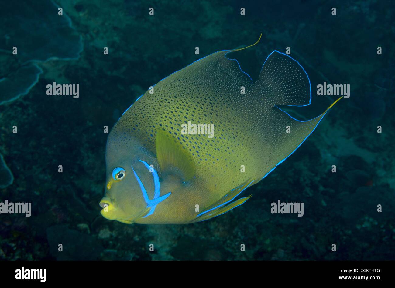 Angelfish blu, Pomacanthus semicirculatus, a Gili Tepekong, Bali, Indonesia. Profondità: 22,1m. Foto Stock