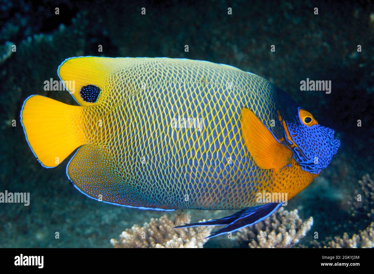 Blueface Angelfish, Pomacanthus xanthometopon, a Sipadan Island, Sabah, Malesia. Profondità: 5.2m. Foto Stock