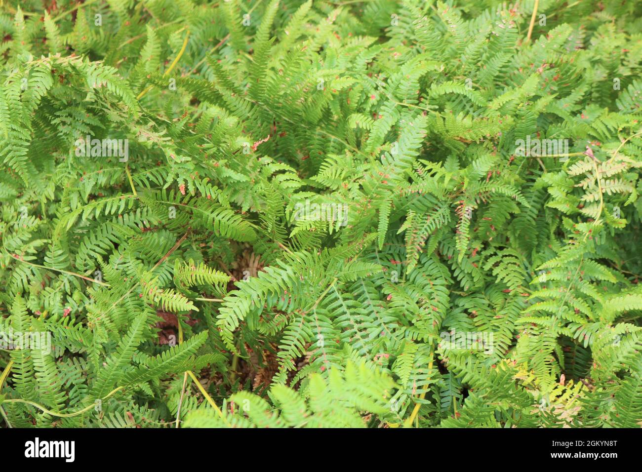 Splendida felce verde lussureggiante nelle Highlands scozzesi. Foto Stock