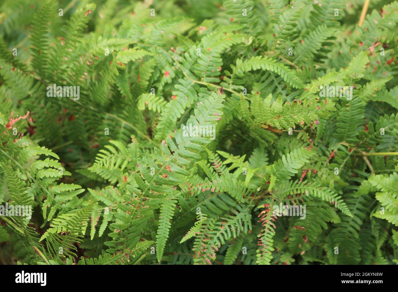 Splendida felce verde lussureggiante nelle Highlands scozzesi. Foto Stock
