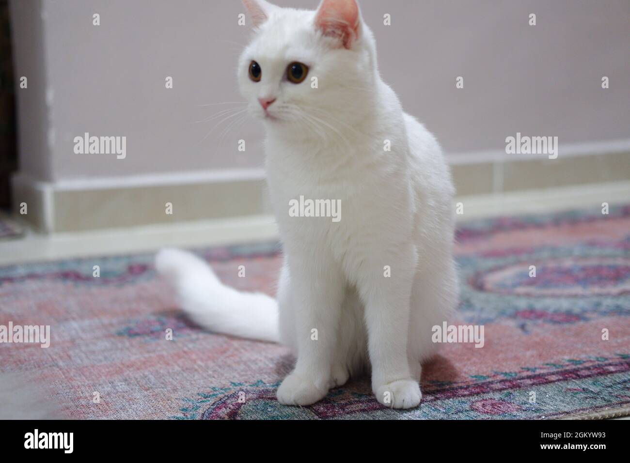 Cat britannico bianco a capelli corti Foto Stock