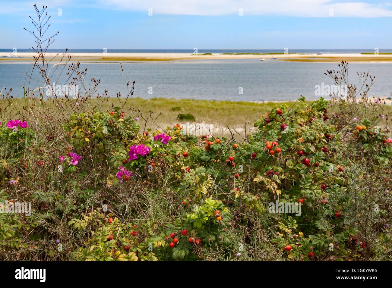 Spiaggia rosa (Rosa Rugosa) e rosa anche sulle dune di Chatham (Cape Cod) Massachusetts. Foto Stock