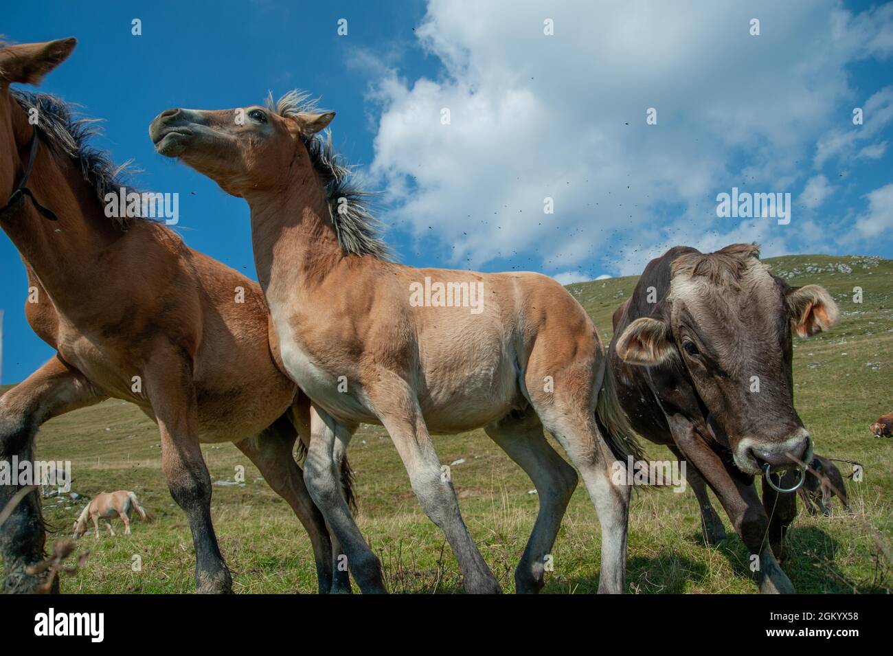 toro furioso con cavalli Foto Stock