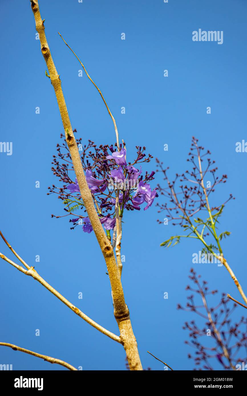 Jacaranda Blu albero della specie Jacaranda mimosifolia Foto Stock