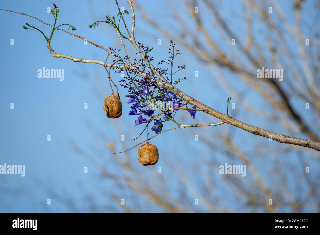 Jacaranda Blu albero della specie Jacaranda mimosifolia Foto Stock