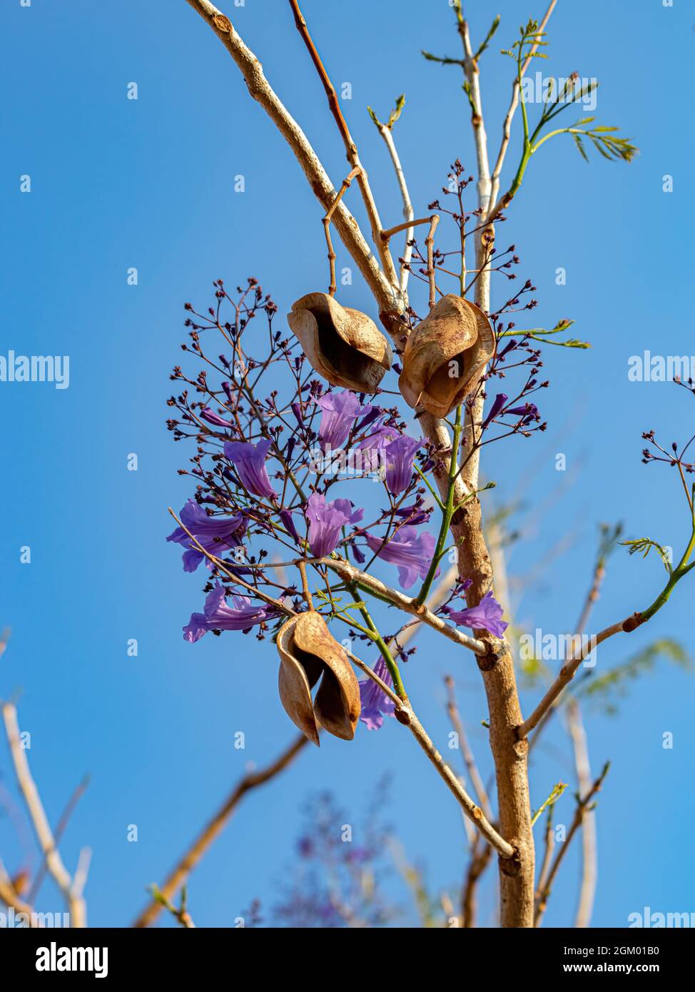 Jacaranda Blu albero della specie Jacaranda mimosifolia Foto Stock