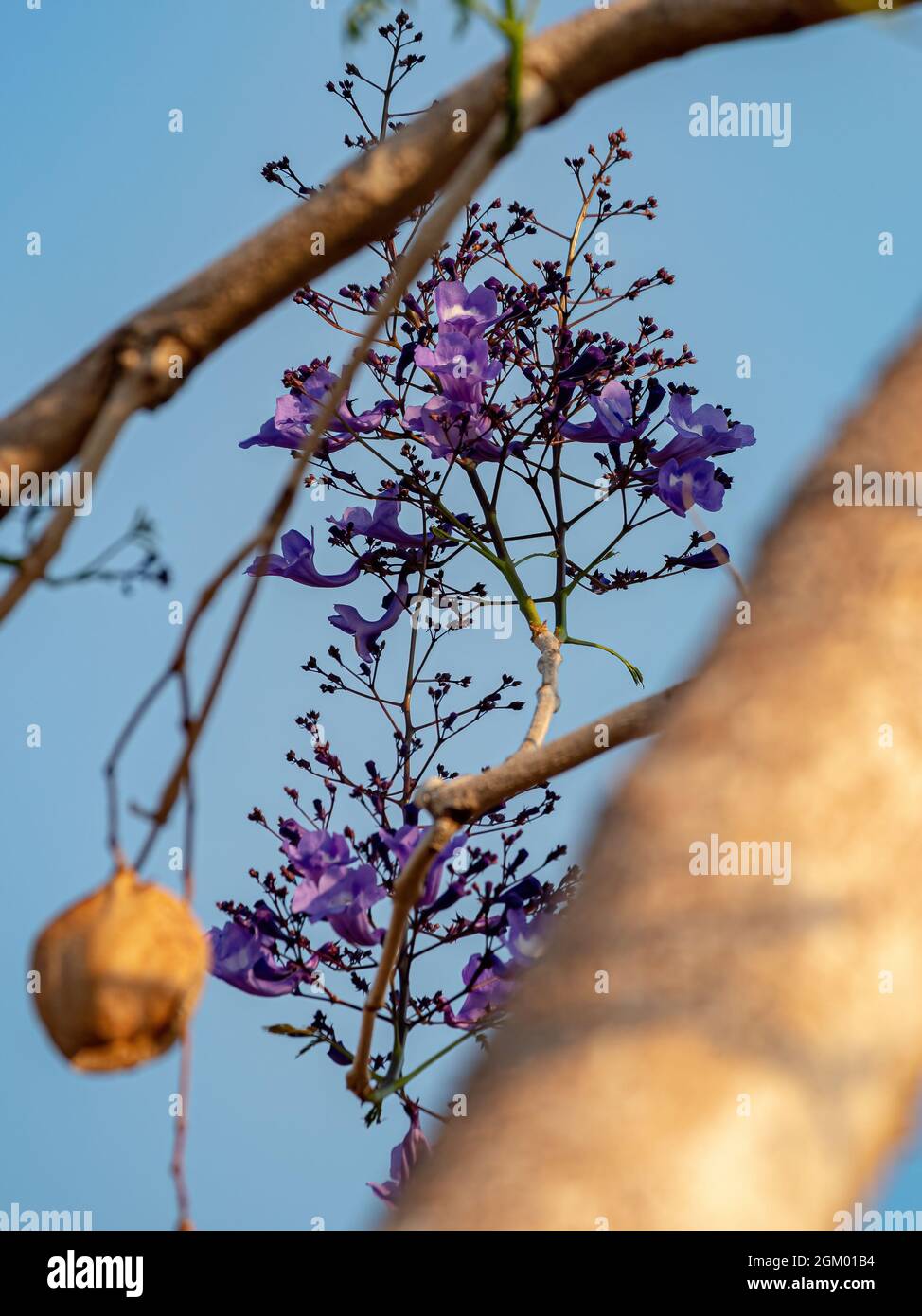 Jacaranda Blu albero della specie Jacaranda mimosifolia Foto Stock