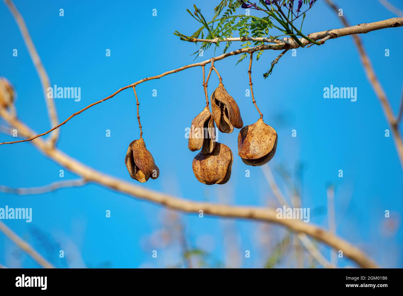 Jacaranda Blu albero della specie Jacaranda mimosifolia Foto Stock