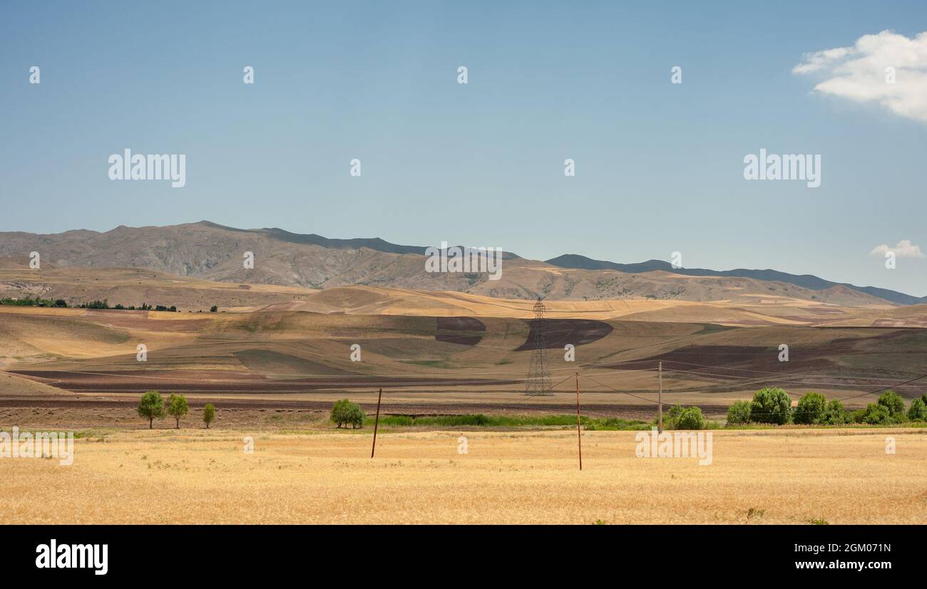 Campo di grano sulla collina o pendio con cielo blu e poco nuvoloso nella provincia del Kurdistan, iran Foto Stock