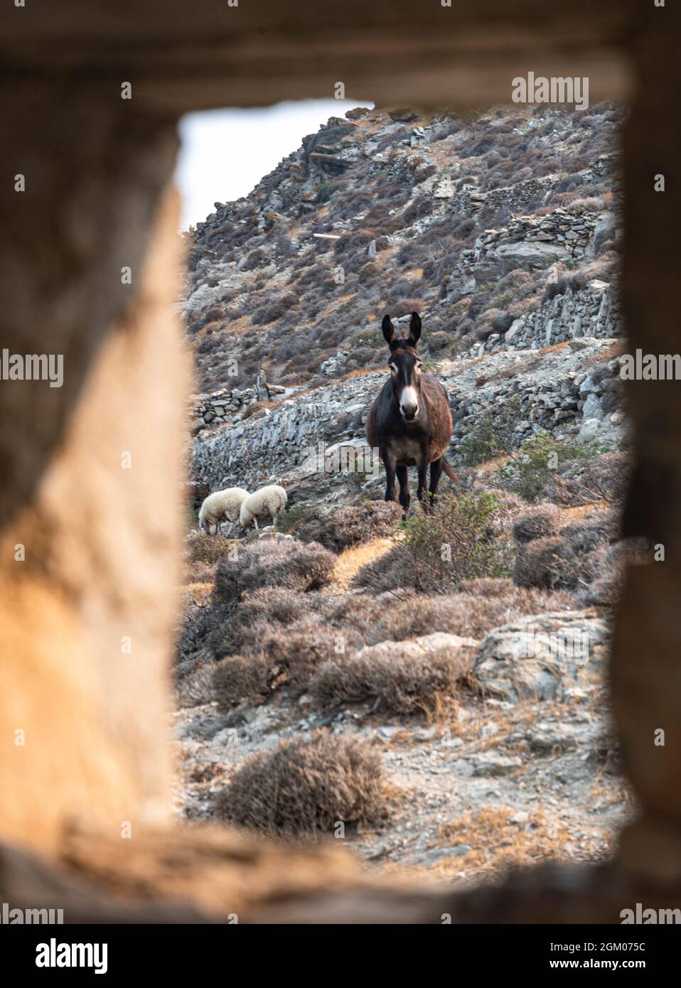 asino e pecora incorniciati attraverso una finestra fatta di roccia Foto Stock