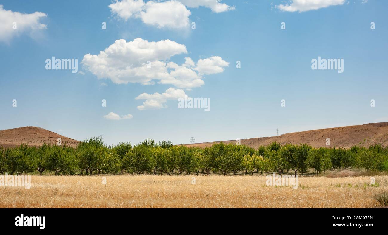 Campo di grano accanto ad un giardino con cielo blu e poco nuvoloso nella provincia del Kurdistan, iran Foto Stock