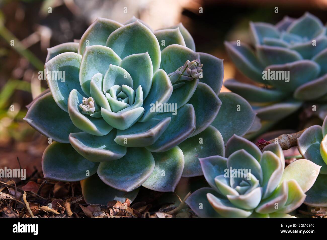 Pianta succulenta di Blue Rock Rose (Echeveria imbricata) Foto Stock