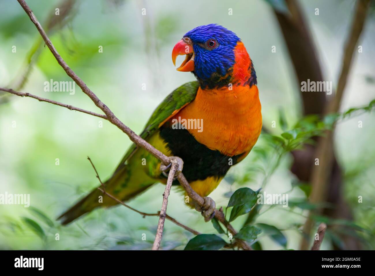 Il corikeet rosso-colato (Trichoglossus ruritorquis) è una specie di pappagallo che si trova in habitat boscosi Australia settentrionale Foto Stock