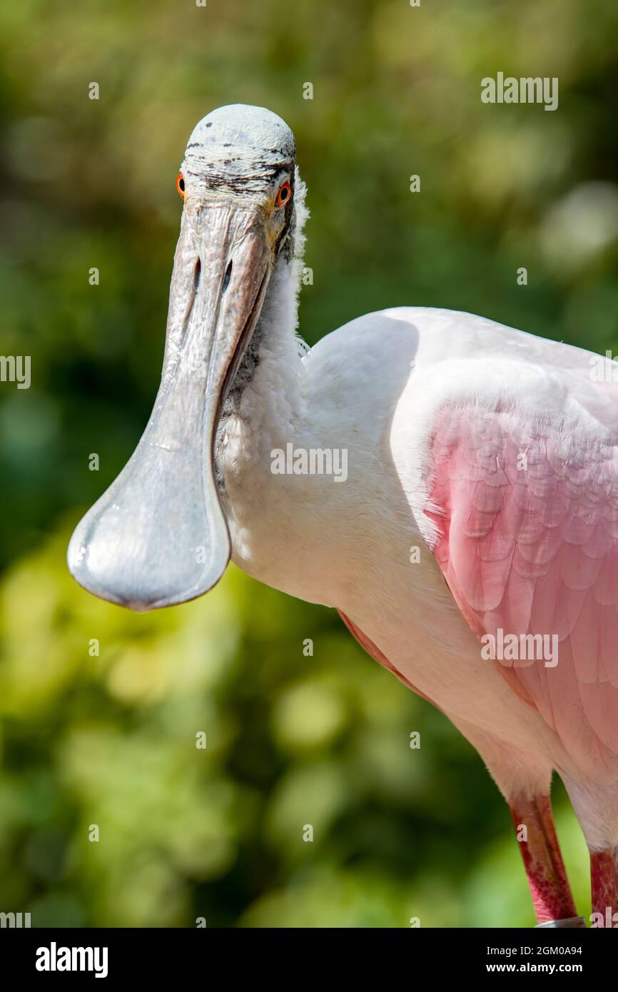 La spatola per rosato è un gregoso uccello guado della famiglia ibis e Spoonbill. È un allevatore residente in Sud America. Foto Stock