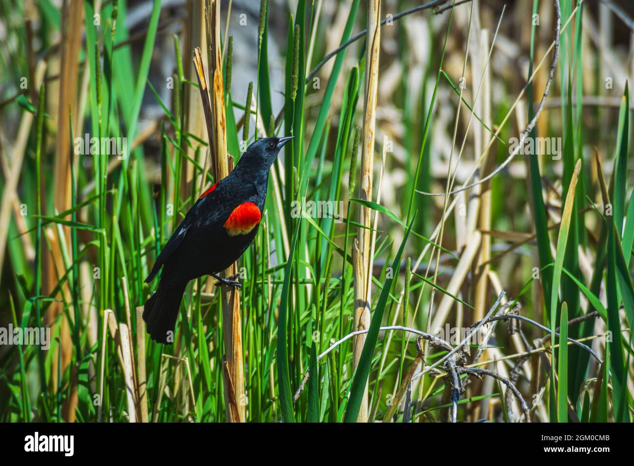 Blackbird maschio ad ala rossa (Agelaius phoeniceus) che mostra la sua esposizione territoriale rossa nella palude di Cattail, Castle Rock Colorado USA. Foto scattata nel mese di maggio. Foto Stock