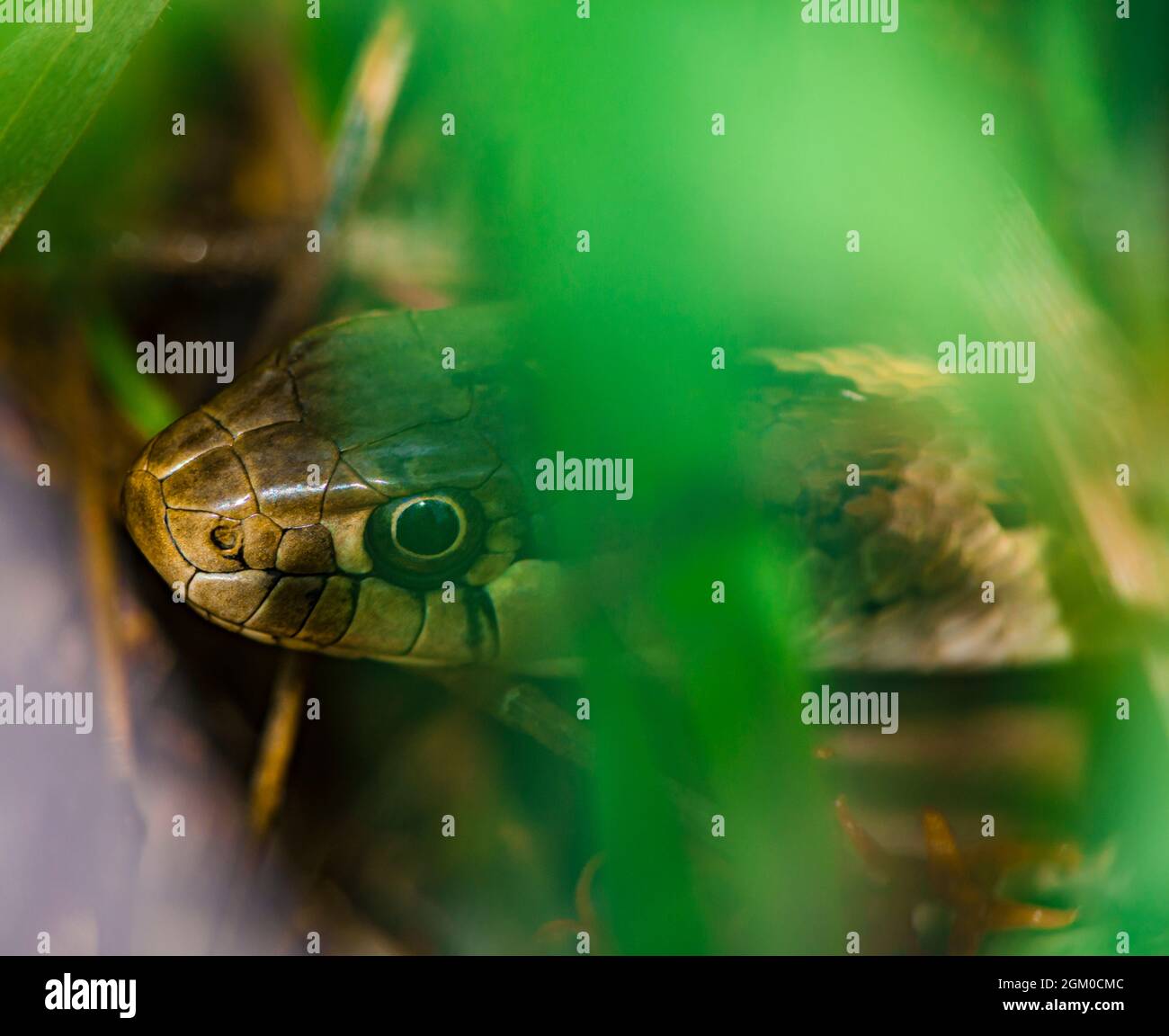 WESTERN Terrestrial o vagabondante serpente da giarrettiera (Thamnophis elegans), nascosto tra fitte fogliame, Castle Rock Colorado USA. Foto scattata ad agosto. Foto Stock