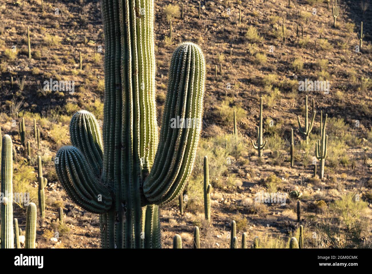 Tre bracci corti di Saguaro Cactus su collina punteggiata Foto Stock