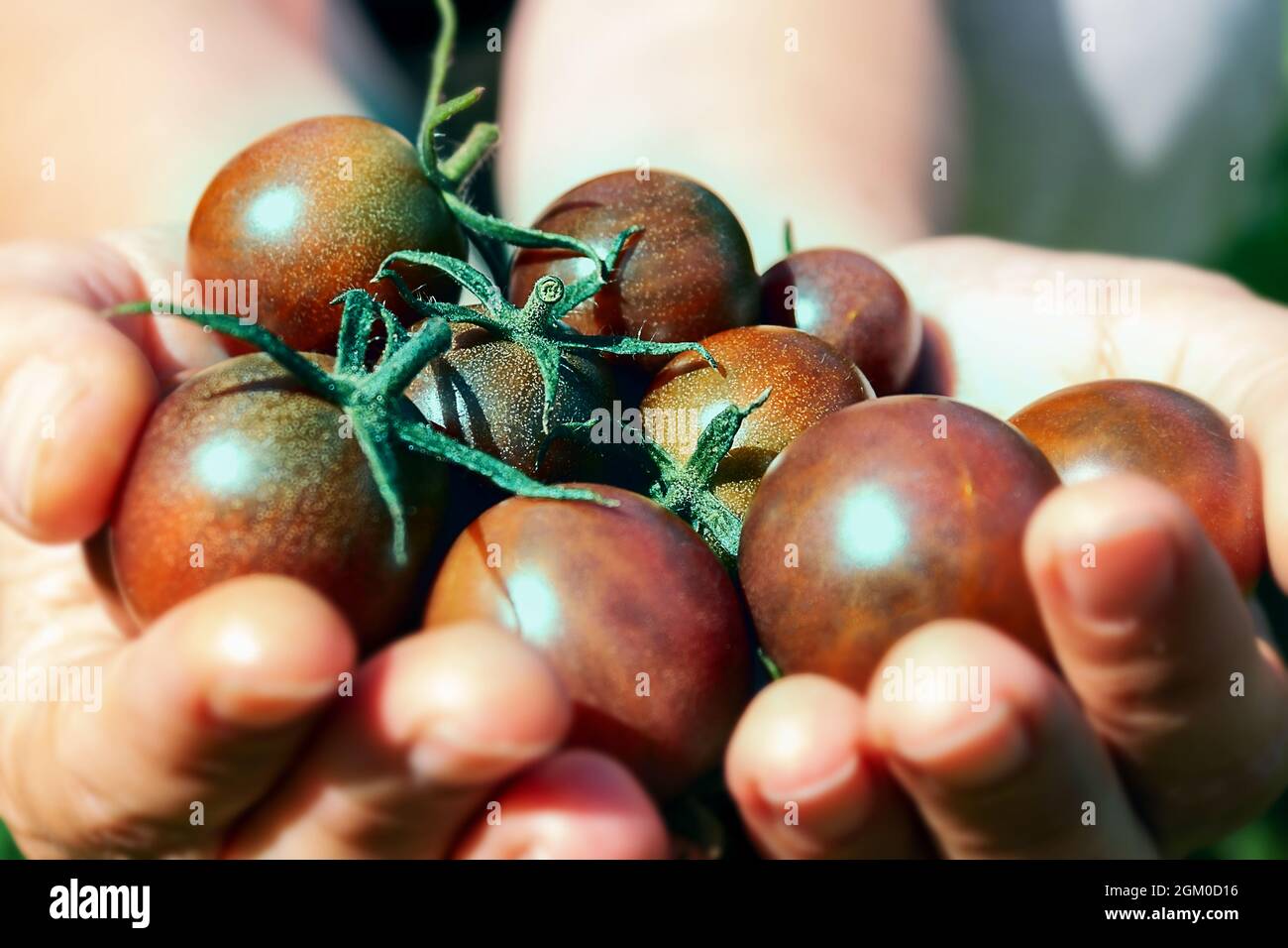 Pomodori ciliegini maturi in mano della donna. Foto Stock